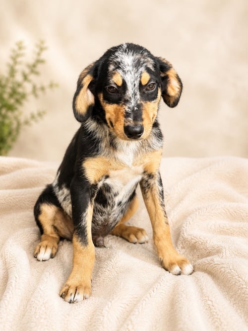 OPERATION (M) - Australian Shepherd available for adoption