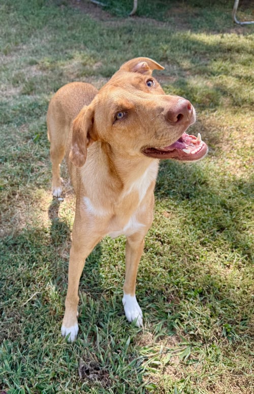 RALEIGH - German Shepherd Dog available for adoption