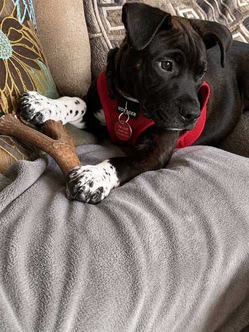 SNUFFLEUPAGUS "SNUFFY" - Pit Bull Terrier / Australian Cattle Dog/Blue Heeler available for adoption