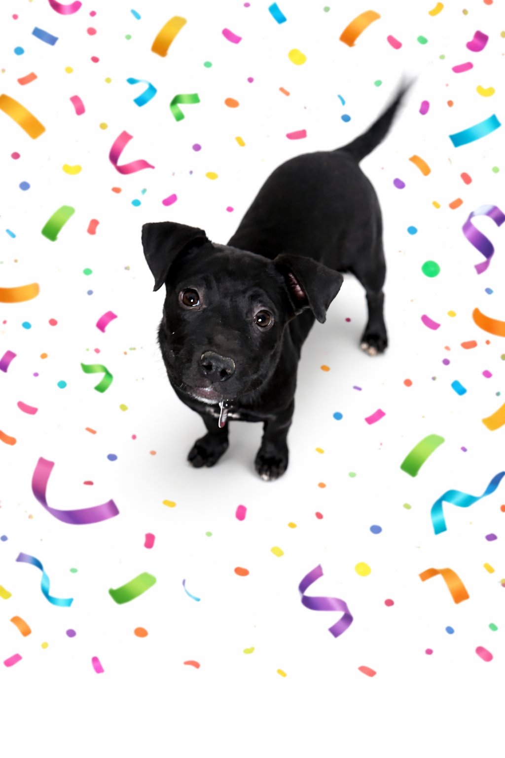 CONFETTI (F) - Border Collie / Pit Bull Terrier available for adoption