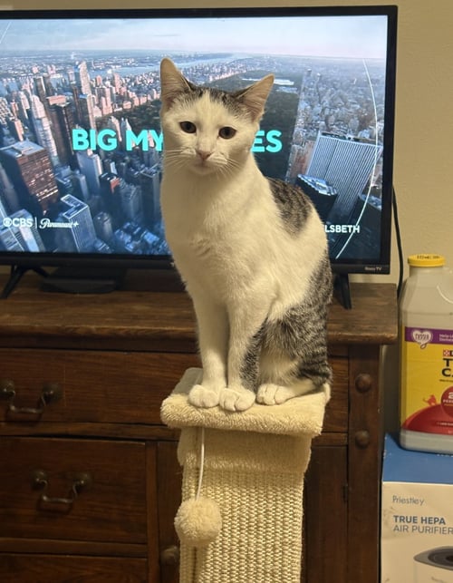 EMMA - Domestic Short Hair available for adoption