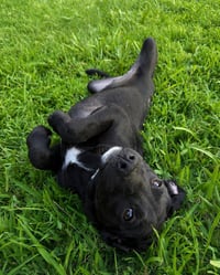 Macy - Photo 3