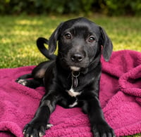 Macy - Photo 5