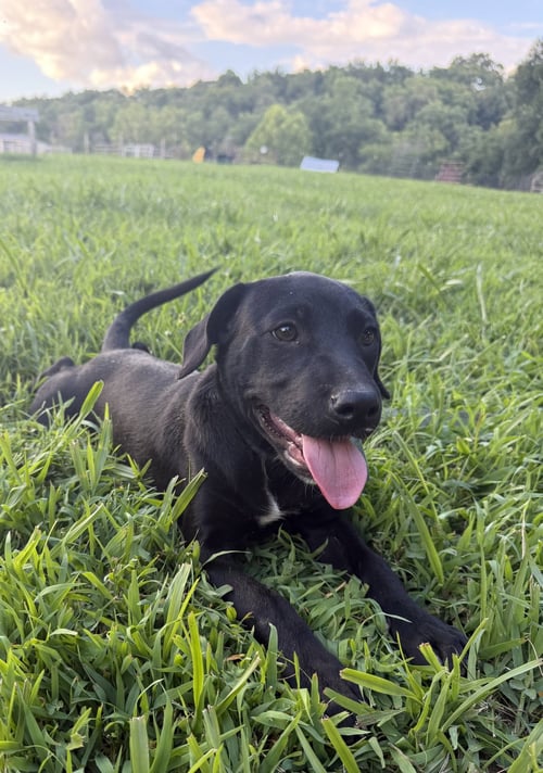 MACY - Labrador Retriever available for adoption