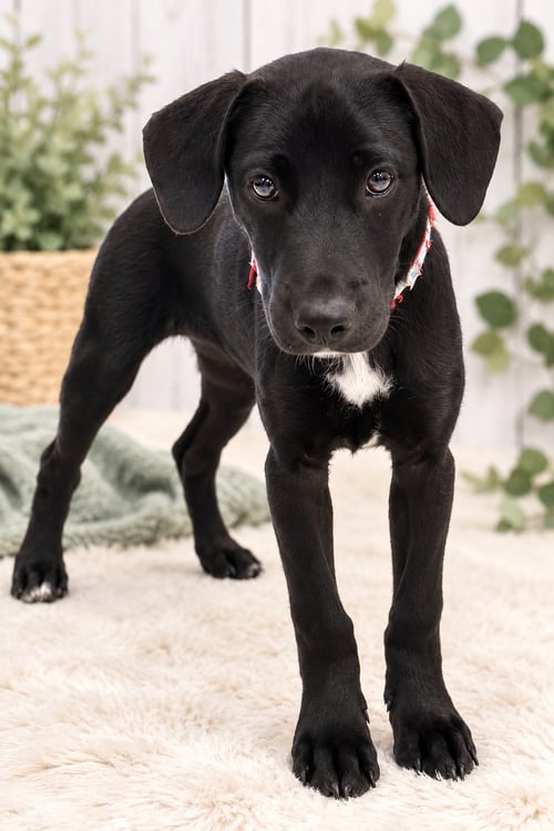 MACY - Labrador Retriever for adoption in Nashville