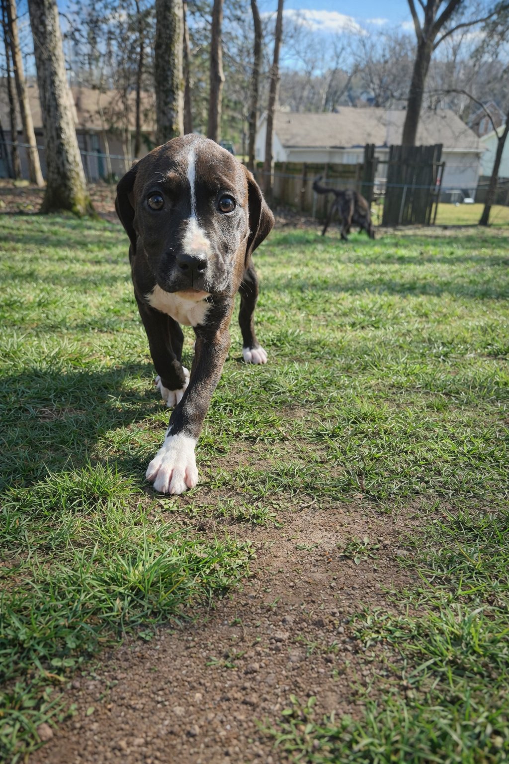 JAYLA - Pit Bull Terrier for adoption in Nashville