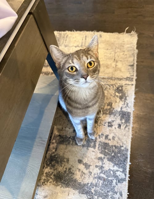 SKYE - Domestic Short Hair available for adoption