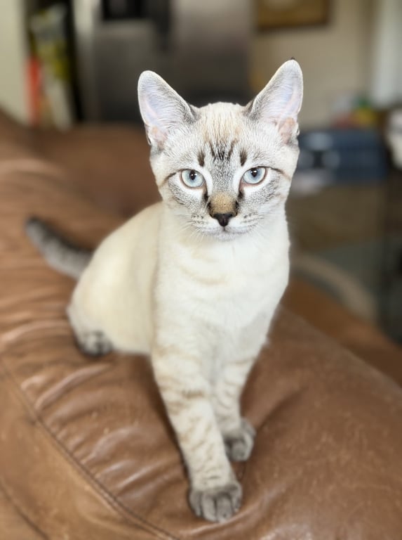 Mio Image