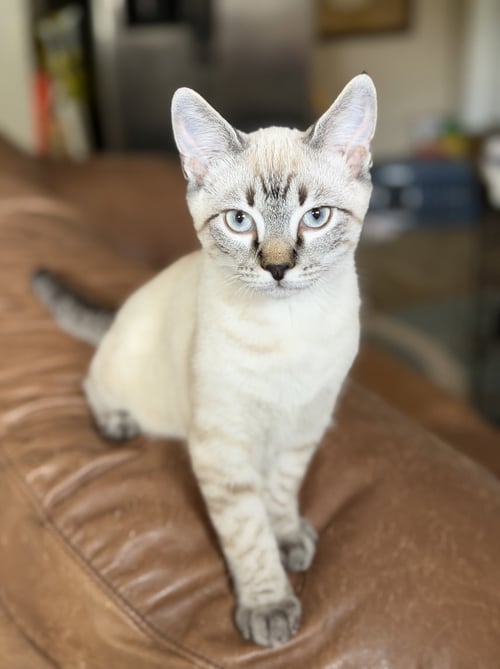 MIO - Domestic Short Hair / Siamese available for adoption