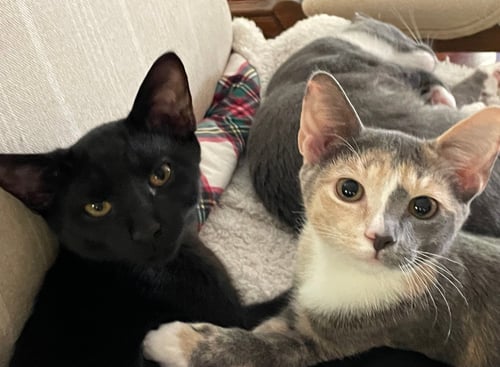 MELODY - Domestic Short Hair available for adoption