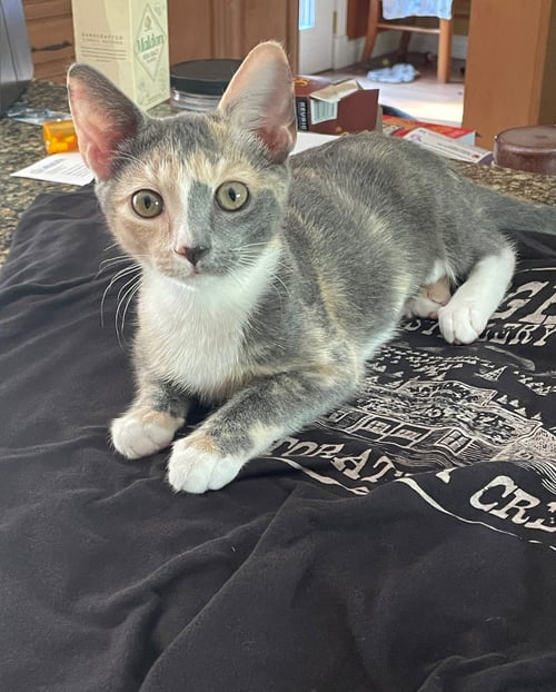 MELODY - Domestic Short Hair available for adoption