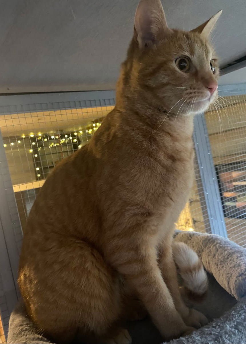 SAMMY - Domestic Short Hair available for adoption