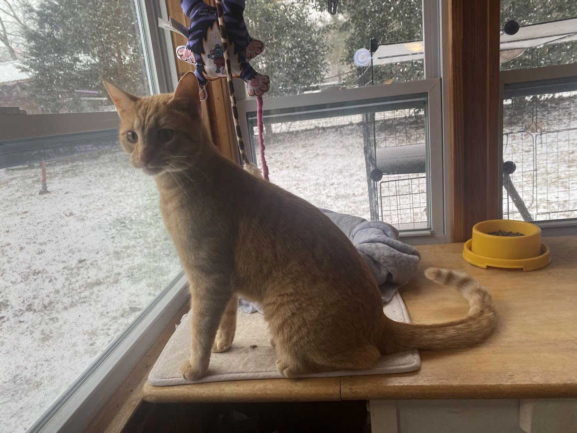 SAMMY - Domestic Short Hair available for adoption