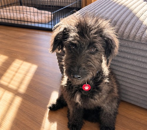 LADY - Australian Shepherd / Poodle (unknown type) available for adoption