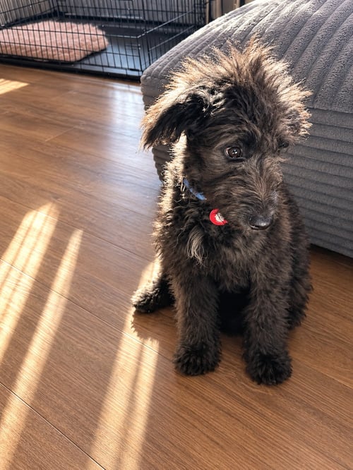 LADY - Australian Shepherd / Poodle (unknown type) available for adoption