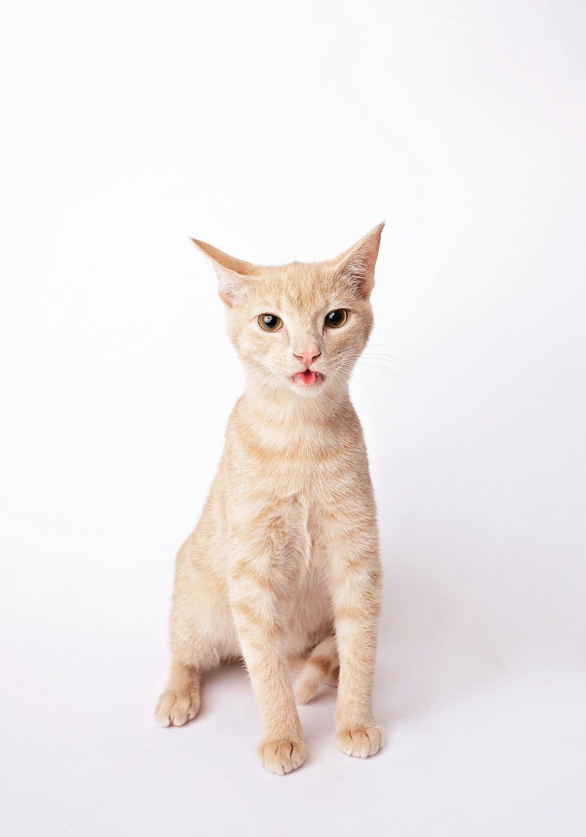 SCONE - Domestic Short Hair available for adoption