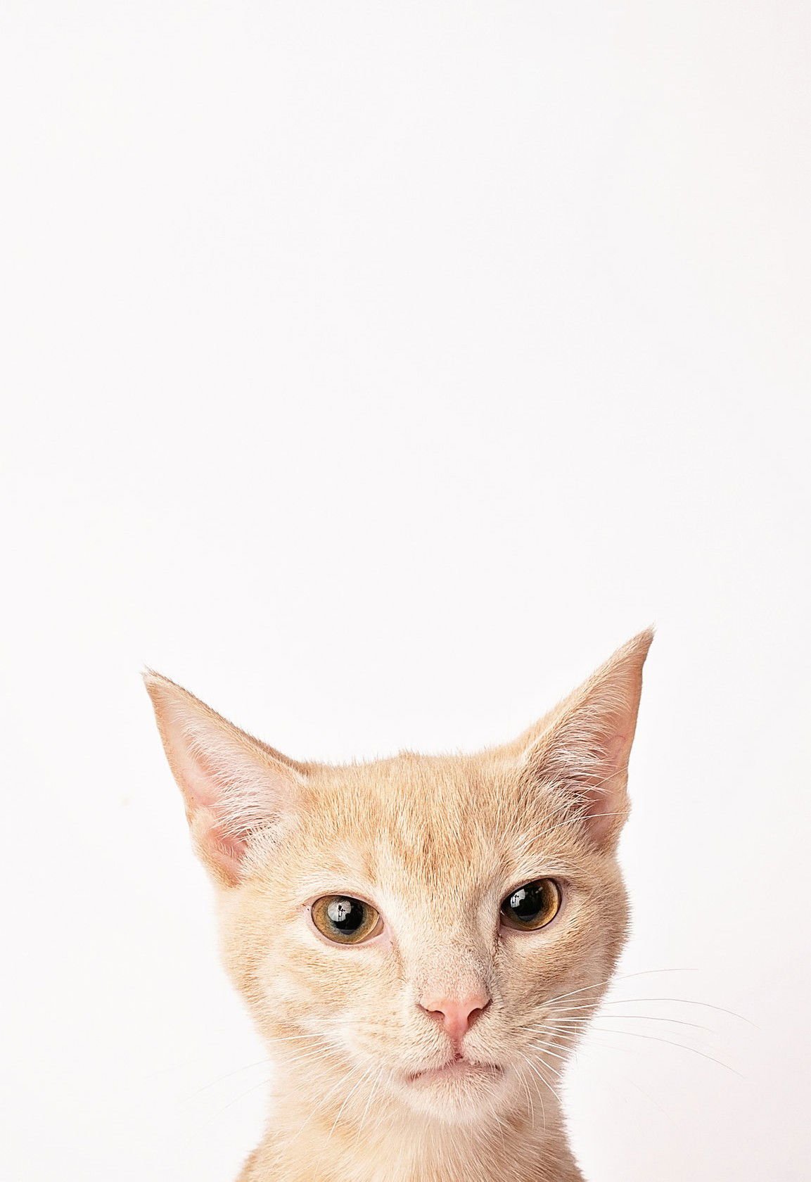 SCONE - Domestic Short Hair available for adoption