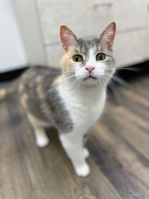 MAPLE - Domestic Short Hair available for adoption