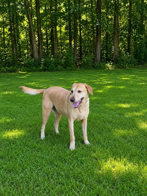 CATHY FAITH - Labrador Retriever available for adoption