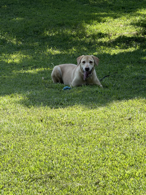 CATHY FAITH - Labrador Retriever available for adoption