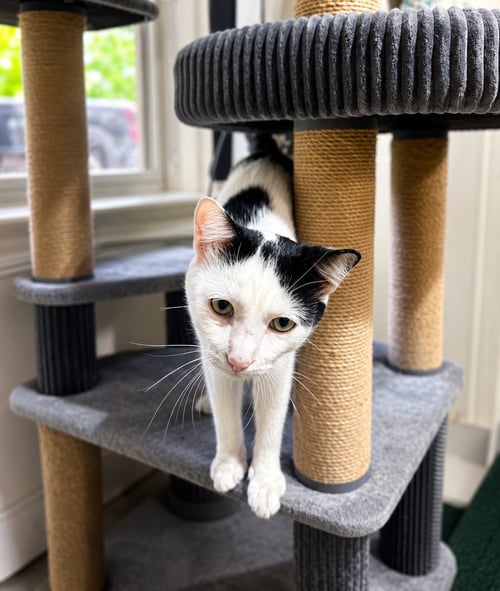 ARTEMIS - Domestic Short Hair available for adoption
