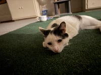 Artemis - Photo 2