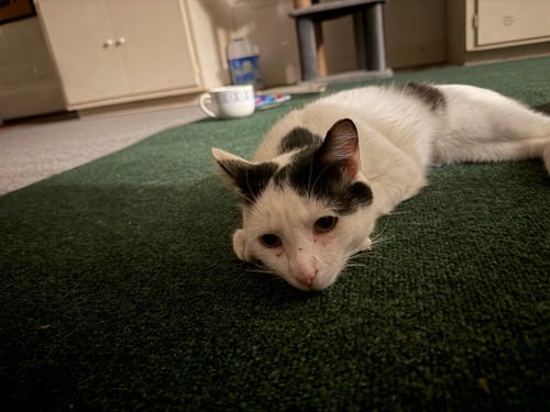 ARTEMIS - Domestic Short Hair available for adoption