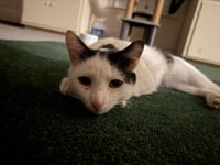Artemis - Photo 3