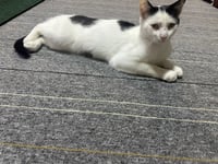 Artemis - Photo 6