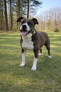 Dexter - Photo 3