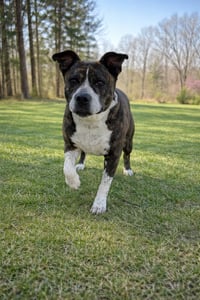Dexter - Photo 2