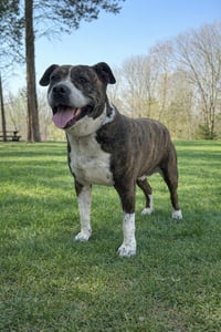 Dexter - Photo 1