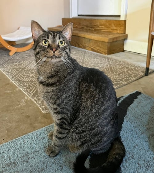 CUDDLES - Domestic Short Hair available for adoption