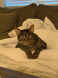 Cuddles - Photo 4