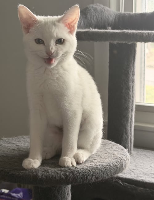 CIRRUS - Domestic Short Hair for adoption in Nashville