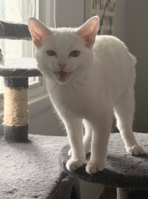 CIRRUS - Domestic Short Hair available for adoption