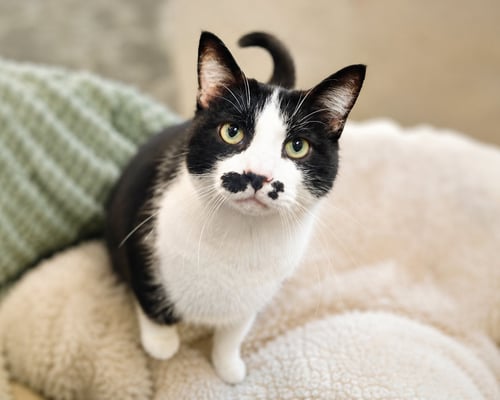 ERNESTINE - Domestic Short Hair available for adoption