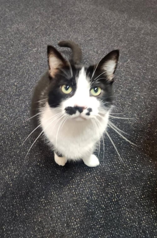 ERNESTINE - Domestic Short Hair available for adoption