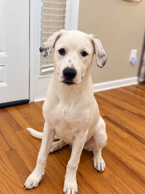 BEETLE (M) - Labrador Retriever / American Staffordshire Terrier available for adoption