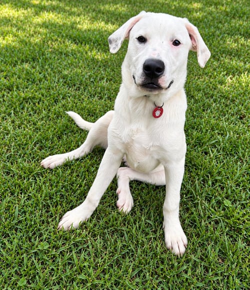 BEETLE (M) - Labrador Retriever / American Staffordshire Terrier available for adoption