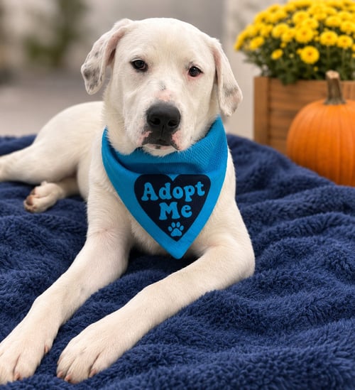 BEETLE (M) - Labrador Retriever / American Staffordshire Terrier available for adoption