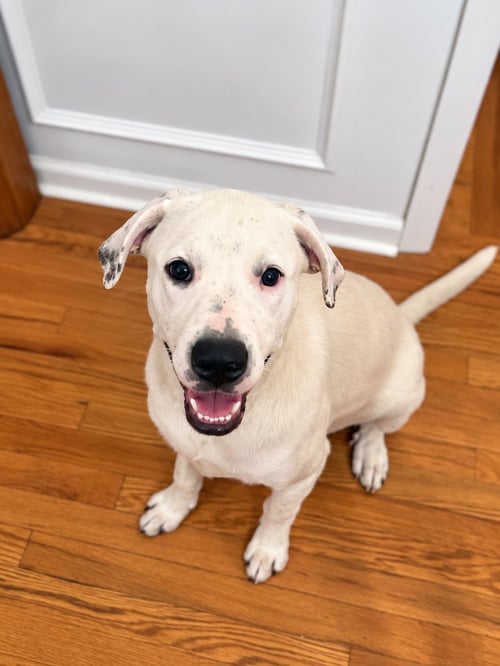 BEETLE (M) - Labrador Retriever / American Staffordshire Terrier available for adoption