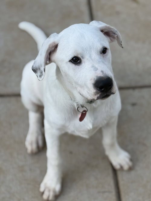 BEETLE (M) - Labrador Retriever / American Staffordshire Terrier available for adoption