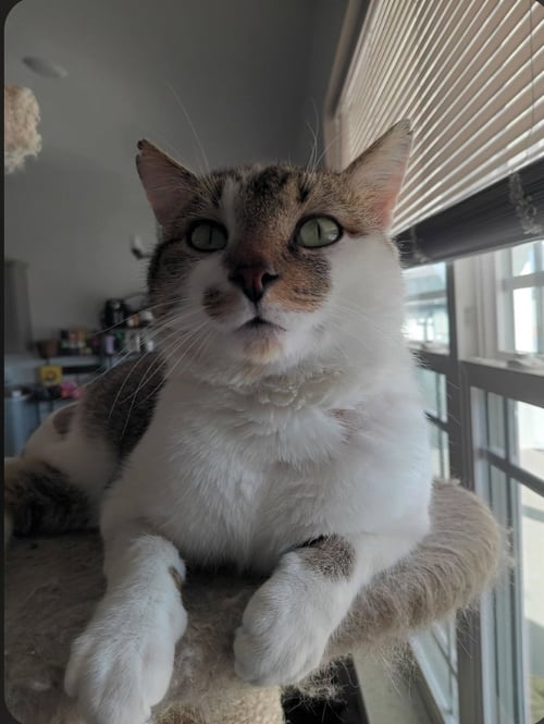 BUTTONS - Domestic Short Hair available for adoption