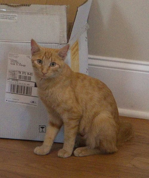 RHONDA - Domestic Short Hair available for adoption