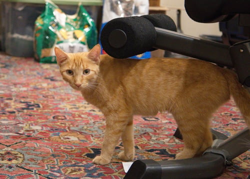 RHONDA - Domestic Short Hair available for adoption