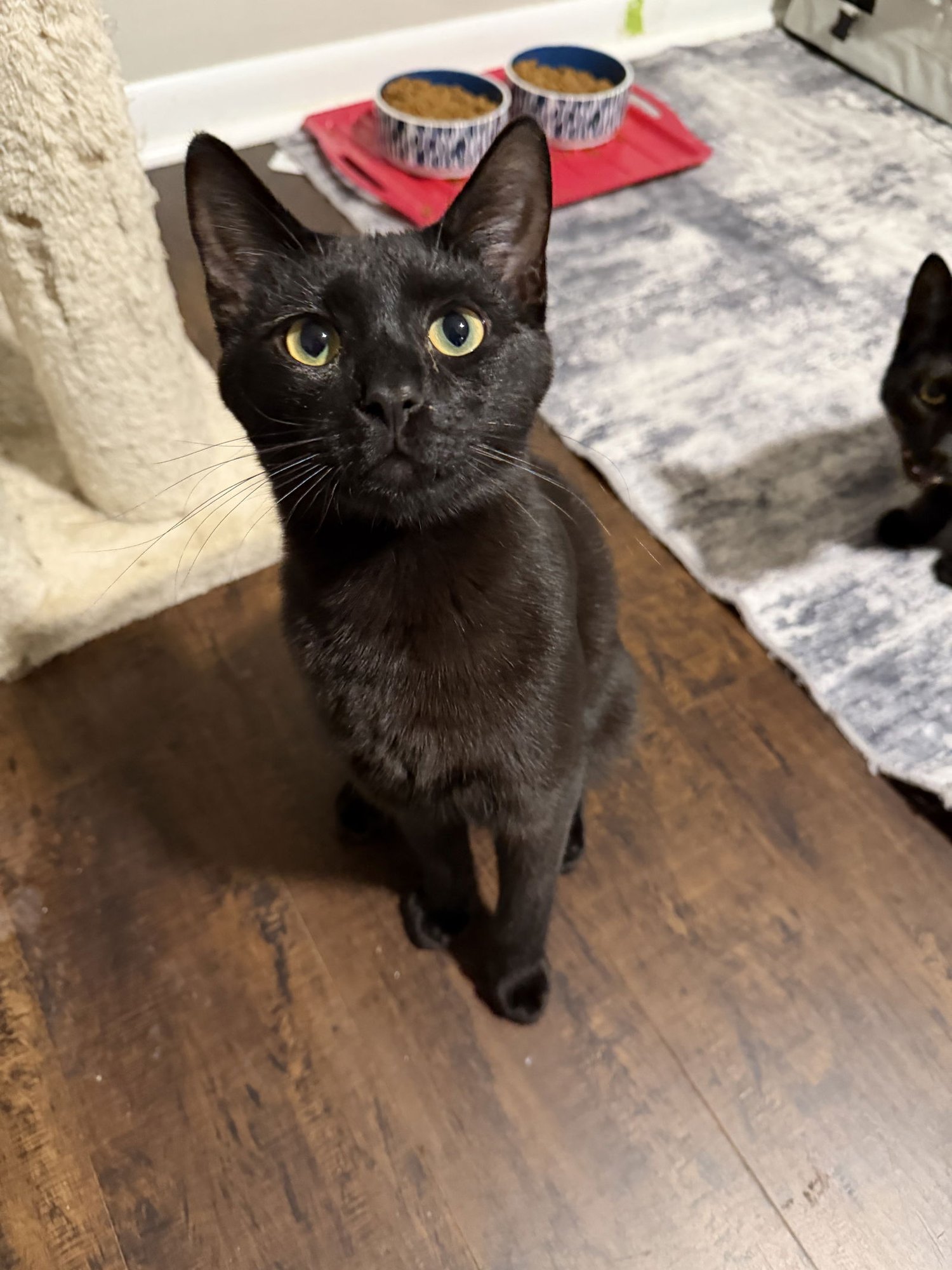 MIDNIGHT - Domestic Short Hair available for adoption