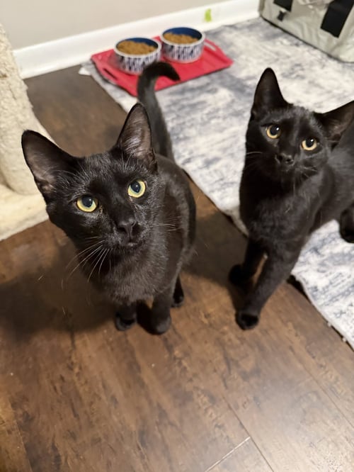 MIDNIGHT - Domestic Short Hair available for adoption