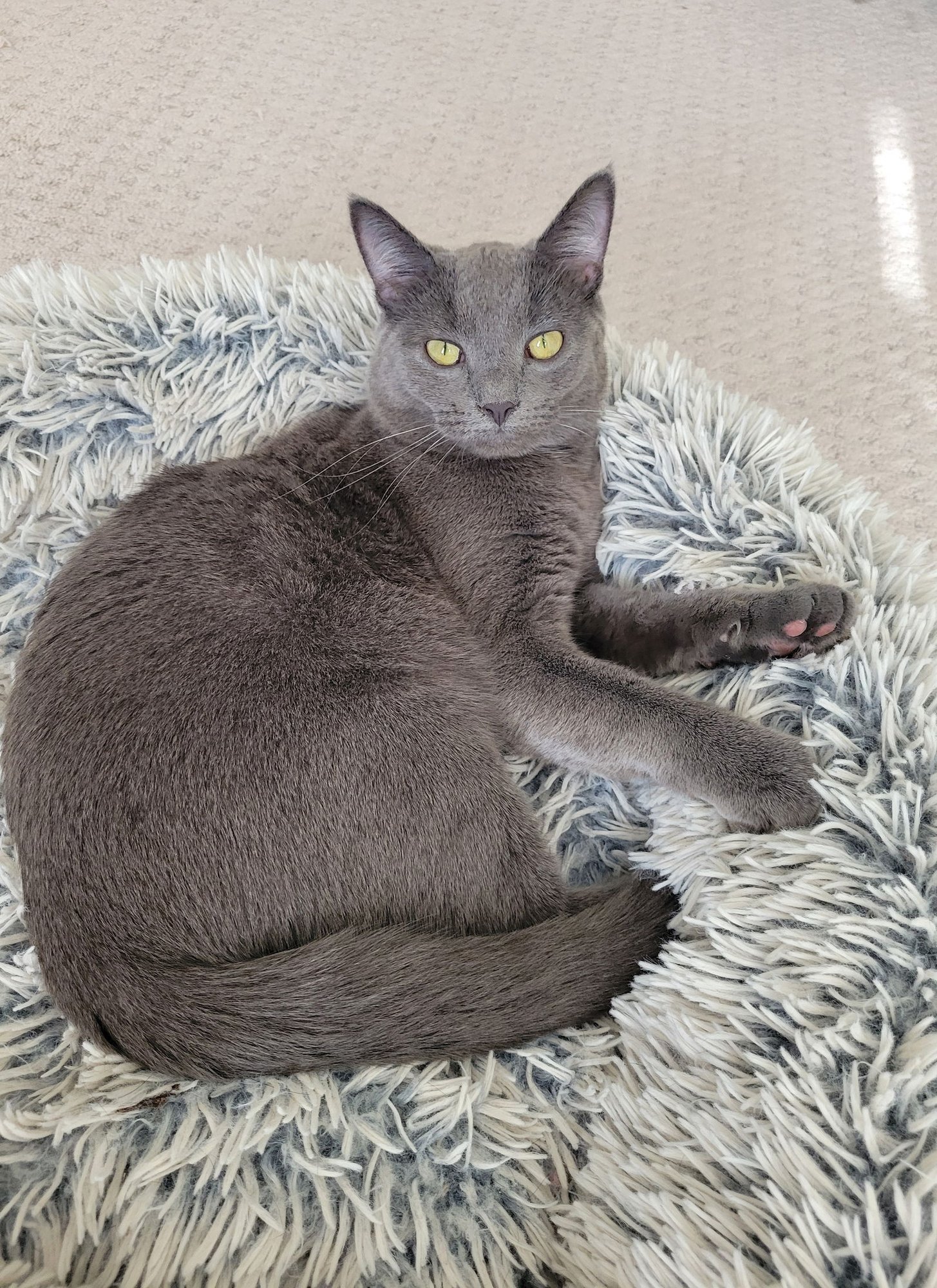 PIXEL - Russian Blue / Domestic Short Hair available for adoption