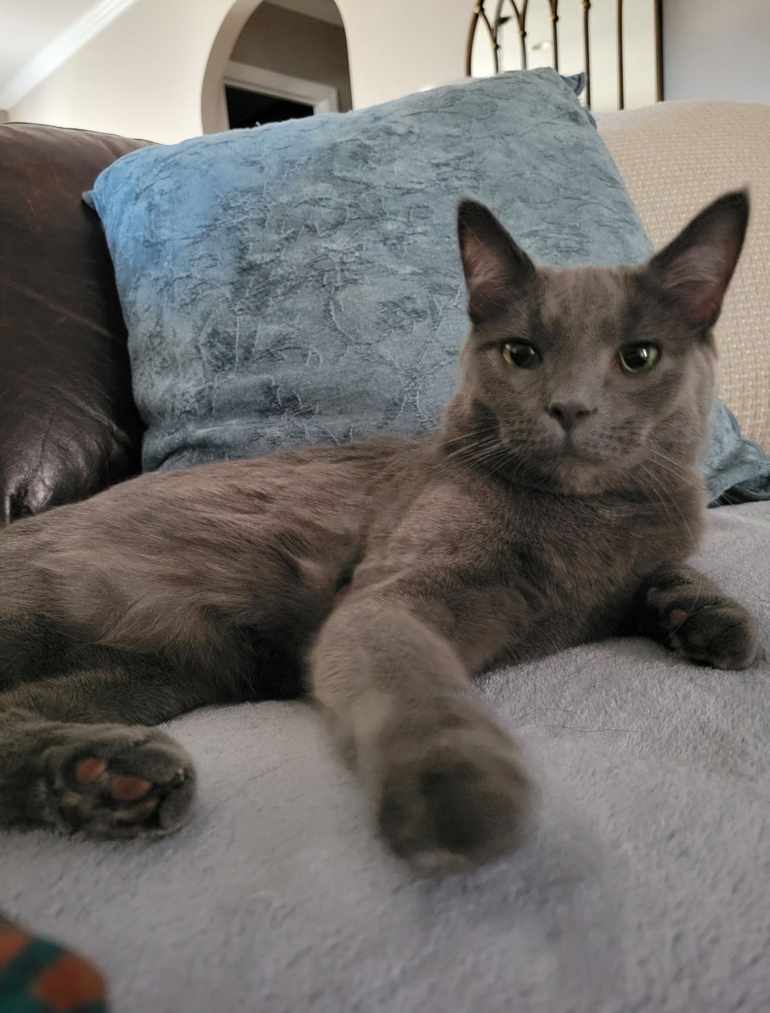 PIXEL - Russian Blue / Domestic Short Hair available for adoption